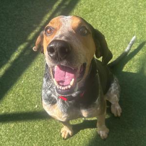 A happy dog with a black, brown, and white coat is sitting on a green artificial turf surface. The dog has floppy ears, a black nose, and a red collar. It is looking up with its mouth open, showing its teeth and tongue, appearing to be smiling. The sunlight casts shadows on the ground.