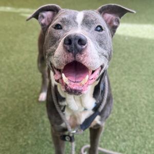 A happy dog with a gray and white coat, standing on a green artificial turf surface. The dog has a wide, open-mouthed smile, showing its teeth, and its ears are perked up. It is wearing a black harness.