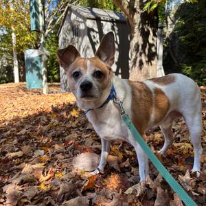 Chi, Mixed Breed (Small), adult, available for adoption
