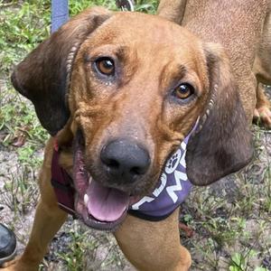 Bart, Mixed Breed (Large), adult, available for adoption