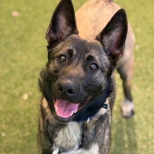 Harley, Mixed Breed (Medium), adult, available for adoption