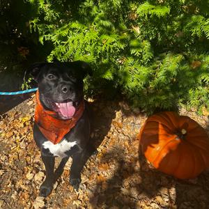 Clutch, Mixed Breed (Medium), adult, available for adoption