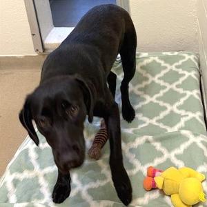 Dionysus, Mixed Breed (Medium), available for adoption