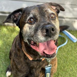 Caden, Mixed Breed (Large), senior, available for adoption