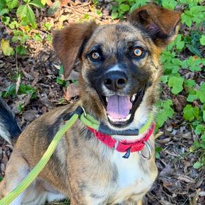 Hawthorn, Mixed Breed (Medium), adult, available for adoption