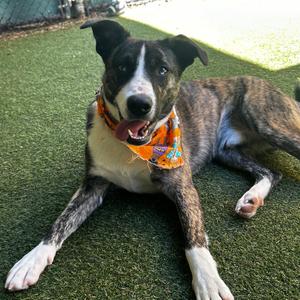 Andy, Mixed Breed (Medium), available for adoption