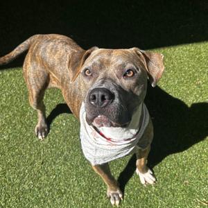 Brandi, Mixed Breed (Large), adult, available for adoption
