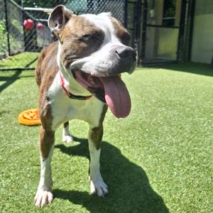 Bella, Mixed Breed (Medium), adult, available for adoption