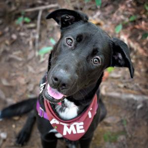 A black dog wearing a red bandana with the word "ME" on it, sitting outdoors on a leafy ground.