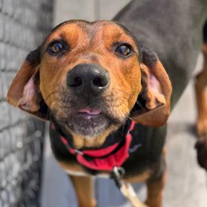 Daryl, Mixed Breed (Medium), adult, available for adoption