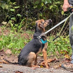 Elvis Pawsley, Mixed Breed (Medium), adult, available for adoption
