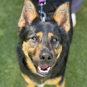 A black and tan dog with pointed ears and blue eyes, wearing a collar with a purple leash, looking up at the camera with its mouth open.