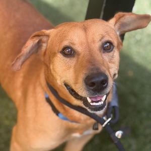 Cookie, Mixed Breed (Medium), adult, available for adoption