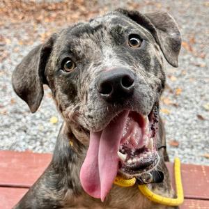 Chai Tea, Mixed Breed (Medium), available for adoption