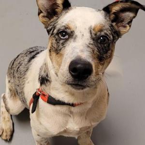 Jasper, Mixed Breed (Medium), adult, available for adoption