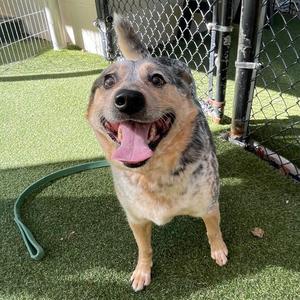 Essa, Mixed Breed (Medium), senior, available for adoption