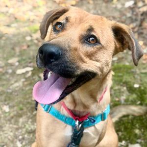 Carolina, Mixed Breed (Large), adult, available for adoption