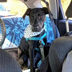 Bacardi, Mixed Breed (Medium), adult, available for adoption