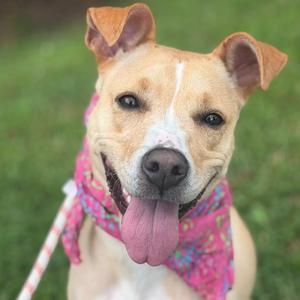 A happy dog with a pink bandana