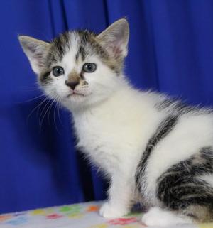 Ernie, kitten, available for adoption