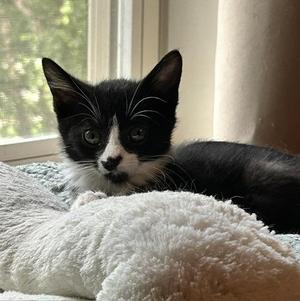 Sam, kitten, available for adoption