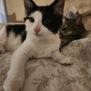 A black and white cat lying on a patterned blanket with another cat in the background.