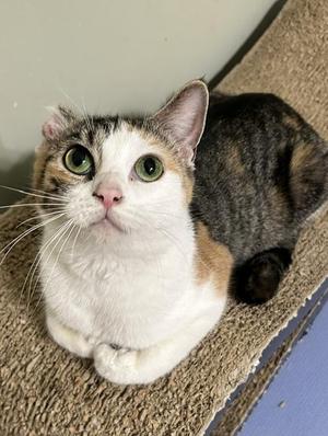 Helga, adult, available for adoption