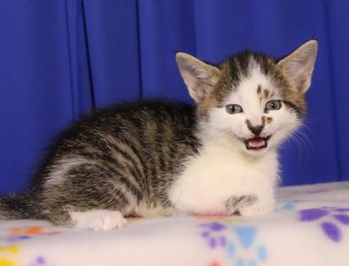 Chip, kitten, available for adoption
