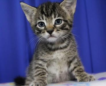 Mike, kitten, available for adoption