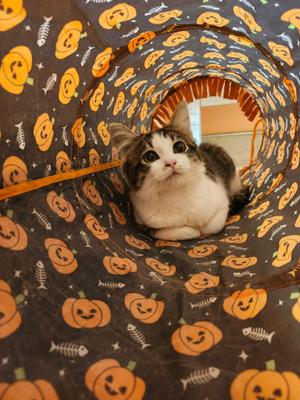 Pebbles, kitten, available for adoption