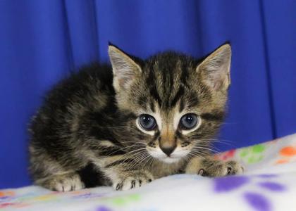 Rob, kitten, available for adoption
