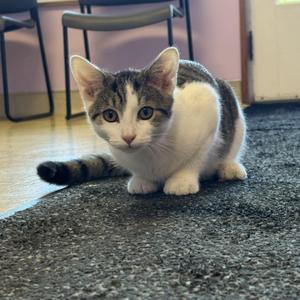 A gray and white cat with green eyes sitting on a carpet.