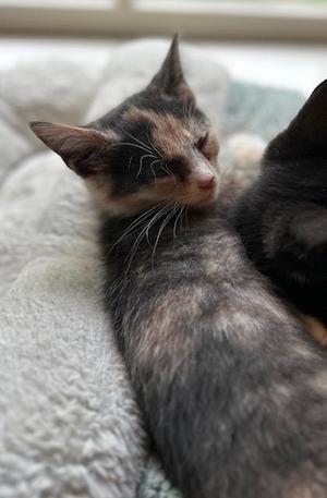 Sydney, kitten, available for adoption
