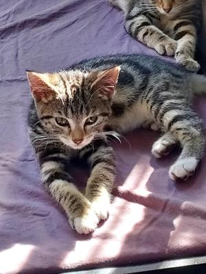 Scout, kitten, available for adoption