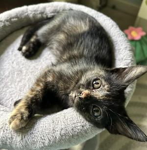 Tatum, kitten, available for adoption