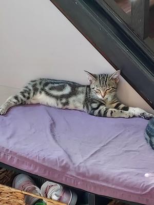A gray and white tabby cat lying on a purple cushion.