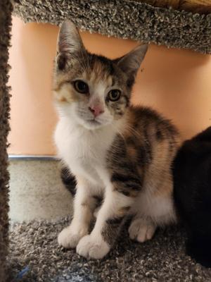 Starshine, kitten, available for adoption