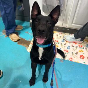 Briar, Mixed Breed (Medium), young, available for adoption