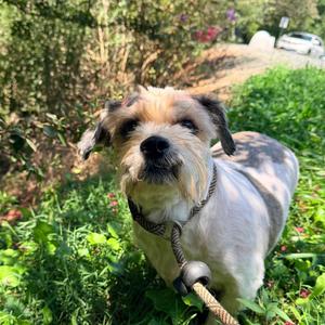 Carpet Sample, Shih Tzu, adult, available for adoption