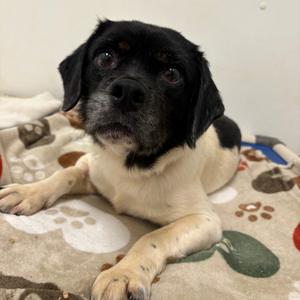 Corn Field, Mixed Breed (Small), adult, available for adoption