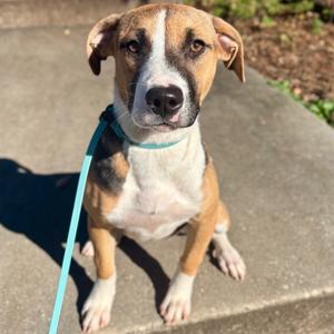 Cobbler, Hound, puppy, available for adoption
