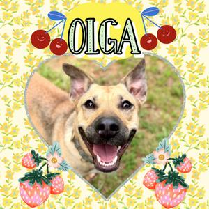 Olga, Mixed Breed (Medium), adult, available for adoption