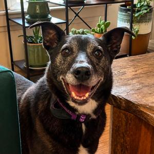 Isadora, Mixed Breed (Medium), senior, available for adoption