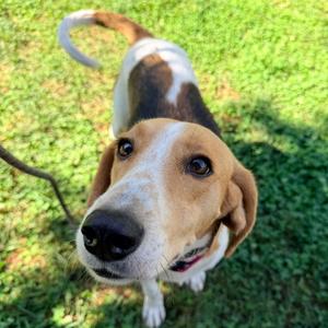 Gilly, Coonhound, Treeing Walker, adult, available for adoption