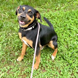 Bean fka Magic, Mixed Breed (Medium), adult, available for adoption