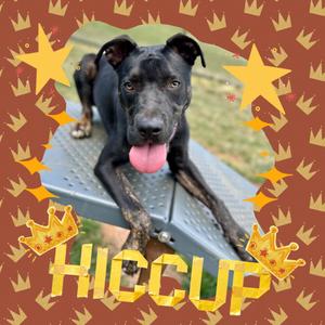 Hiccup, Mixed Breed (Large), young, available for adoption