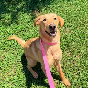 Kevin, Retriever, Yellow Labrador, adult, available for adoption