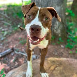 Buoy, Mixed Breed (Large), adult, available for adoption