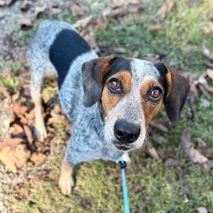 A blue and white dog with brown eyes and floppy ears, standing on grass and looking up at the camera.