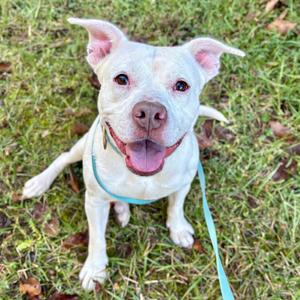 Elowen, Mixed Breed (Large), adult, available for adoption